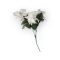 Karácsonyi virág fehér